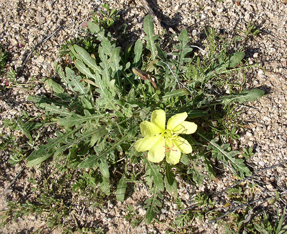  Oenothera primiveris